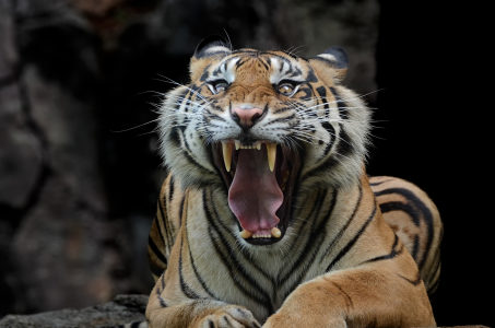 This is a tiger portrait. This menacing tiger have great orange