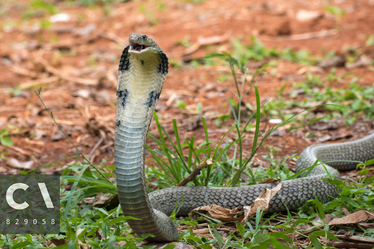 King Cobra - Ophiophagus hannah