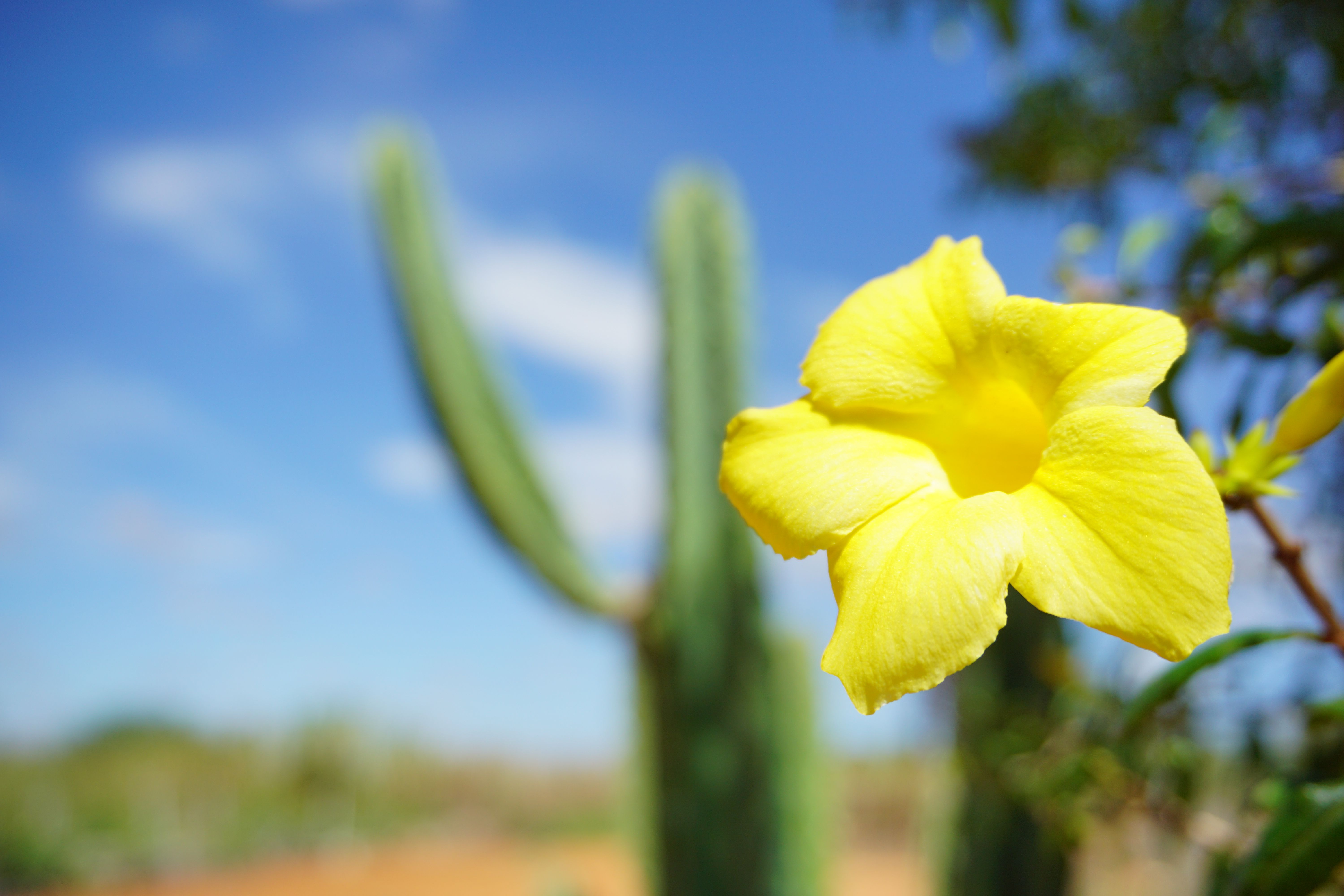 Imagem de uma flor amarela