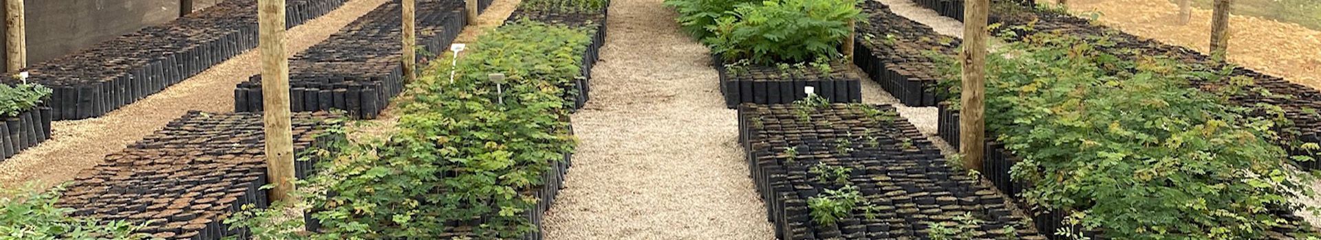 Horta com vegetação verde