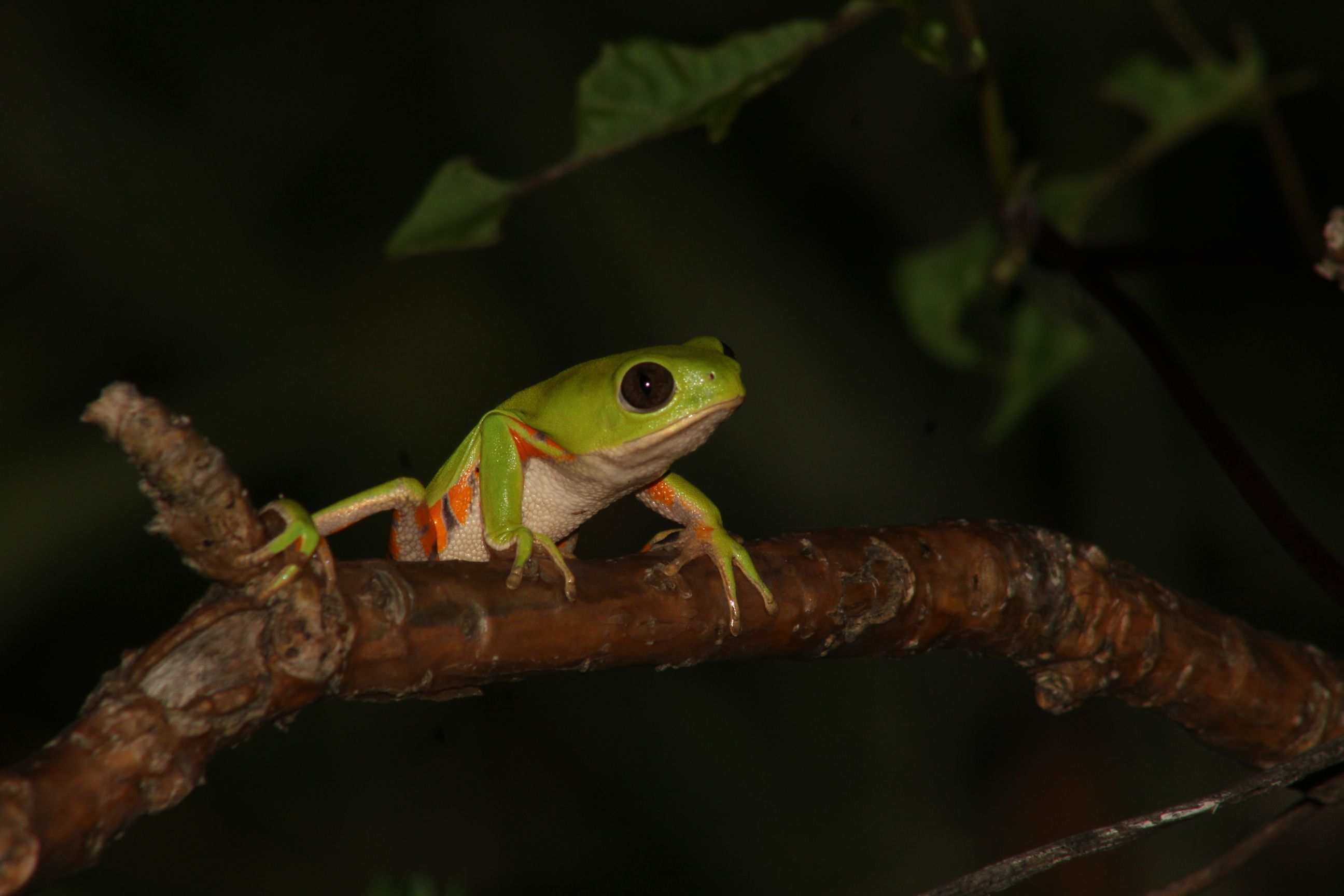 Imagem de um sapo na floresta