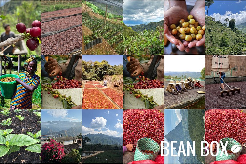 Zoka Coffee | Espresso Paladino | Bean Box®