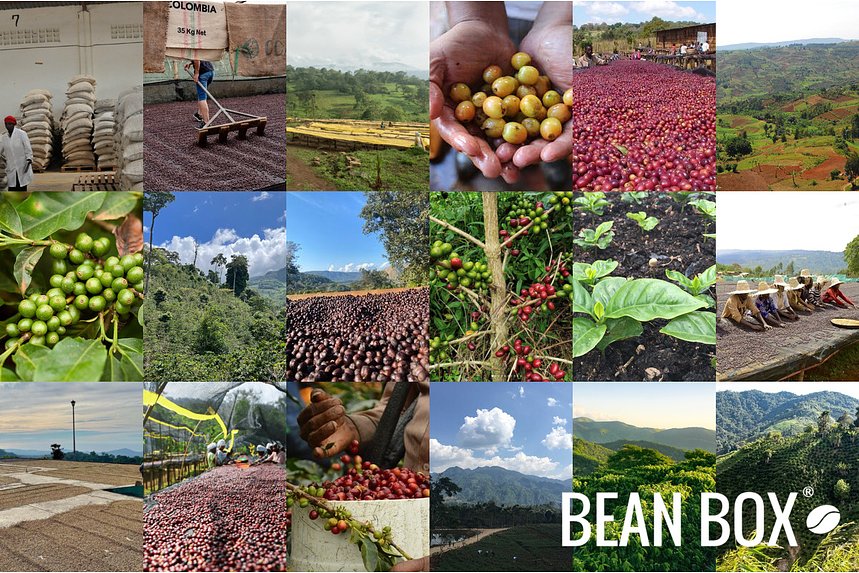 Kuma Coffee | Bright Blend | Bean Box®