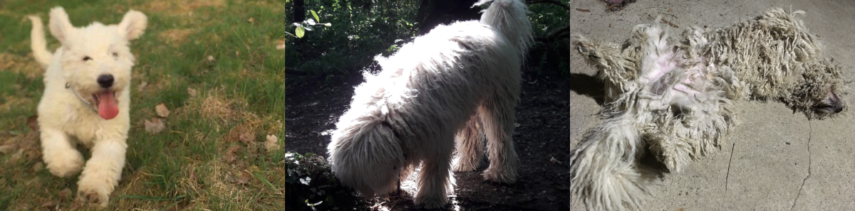 trois photos d'un komondor