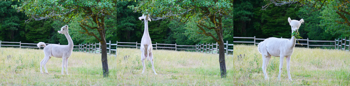 trois photos d'un alpaga blanc