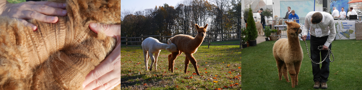 trois photos d'un alpaga faune