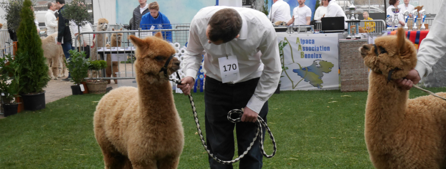 éleveur rassurant son jeune alpaga faune durant un concours