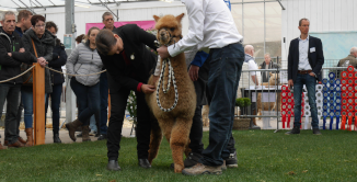 juge de concours examinant la toison d'un jeune alpaga faune