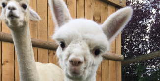 gros plan d'un cria blanc avec sa mère en arrière-plan