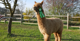 jeune alpaga faune tenu en longe avec une cocarde de concours