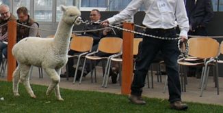 jeune alpaga blanc tenu en longe