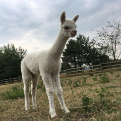 cria blanc en contre-plongée