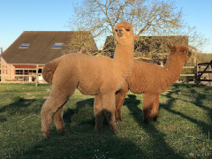 deux jeunes alpagas faunes