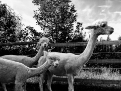 trois alpagas blancs tondus