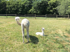 mère alpaga blanche et son cria nouveau-né blanc