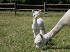 mère alpaga blanche et son cria nouveau-né blanc