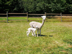 mère alpaga blanche et son cria nouveau-né blanc