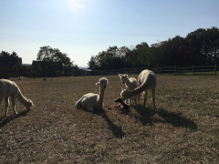 troupeau d'alpagas entourant un cria nouveau-né faune