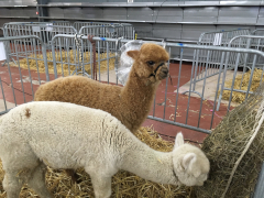 deux jeunes alpagas dans un box de concours