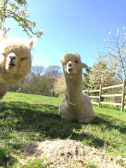 deux alpagas blancs couchés