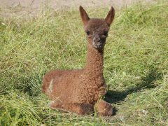 cria nouveau-né brun couché