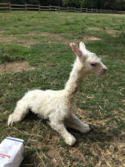 cria nouveau-né blanc