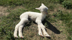 cria nouveau-né blanc