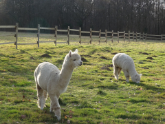 deux alpagas blancs