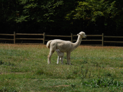 cria blanc qui tête sa mère blanche