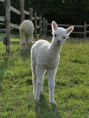 cria blanc