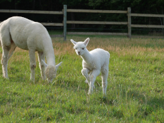 cria blanc