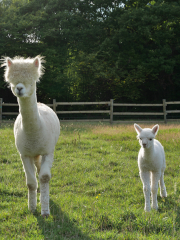 cria et alpaga blancs