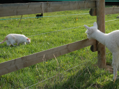 cria blanc intrigué par des chats