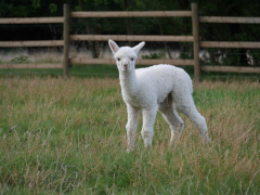 cria blanc