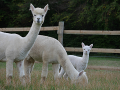 deux alpagas blancs et un cria blanc