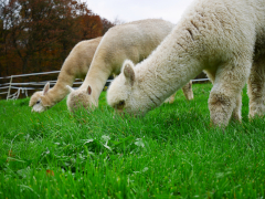 trois alpagas blancs broutent en ligne