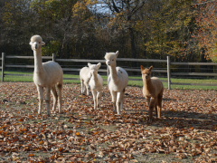 troupeau d'alpagas en automne