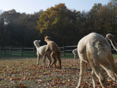 cria faune essayant de saillir un alpaga blanc