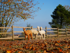 troupeau d'alpagas en automne