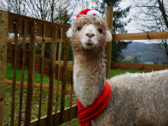 alpaga blanc déguisé en Père Noël