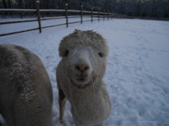 jeune alpaga blanc dans la neige