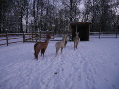 troupeau d'alpagas se dirigeant dans la neige vers leur abri