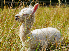 cria nouveau-né blanc