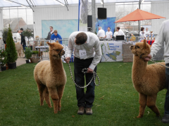 éleveur rassurant son jeune alpaga faune durant le concours de Boekel 2019