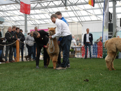 juge examinant la toison d'un jeune alpaga faune durant le concours de Boekel 2019