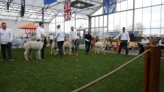 jeune alpaga blanc tenu en longe par son éleveur durant le concours de Boekel 2019