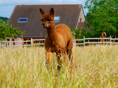 cria brun dans les hautes herbes