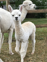 cria blanc