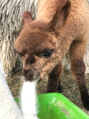 cria brun mâchouillant l'oreille d'un congénère