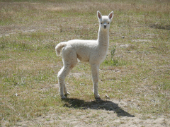 cria blanc